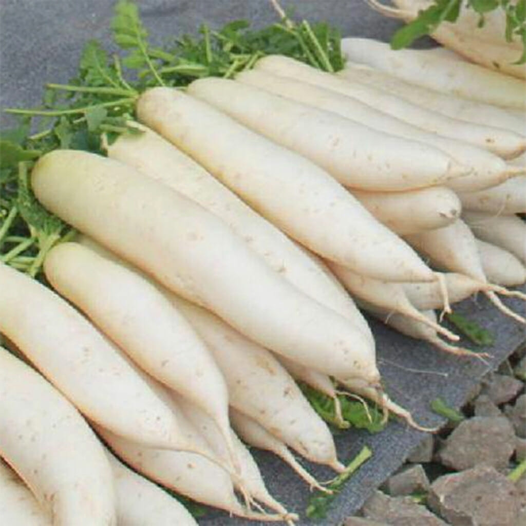 RADISH - Japanese Minowase - Raphanus sativus