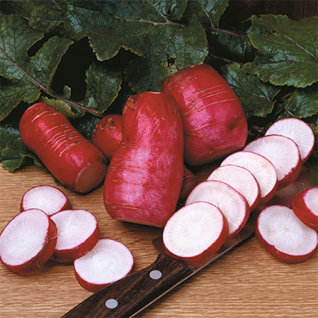 RADISH - China Rose - Raphanus sativus