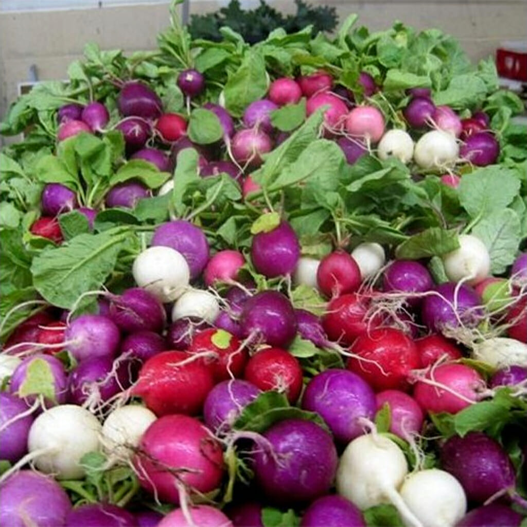 RADISH - Easter Egg - Raphanus sativus