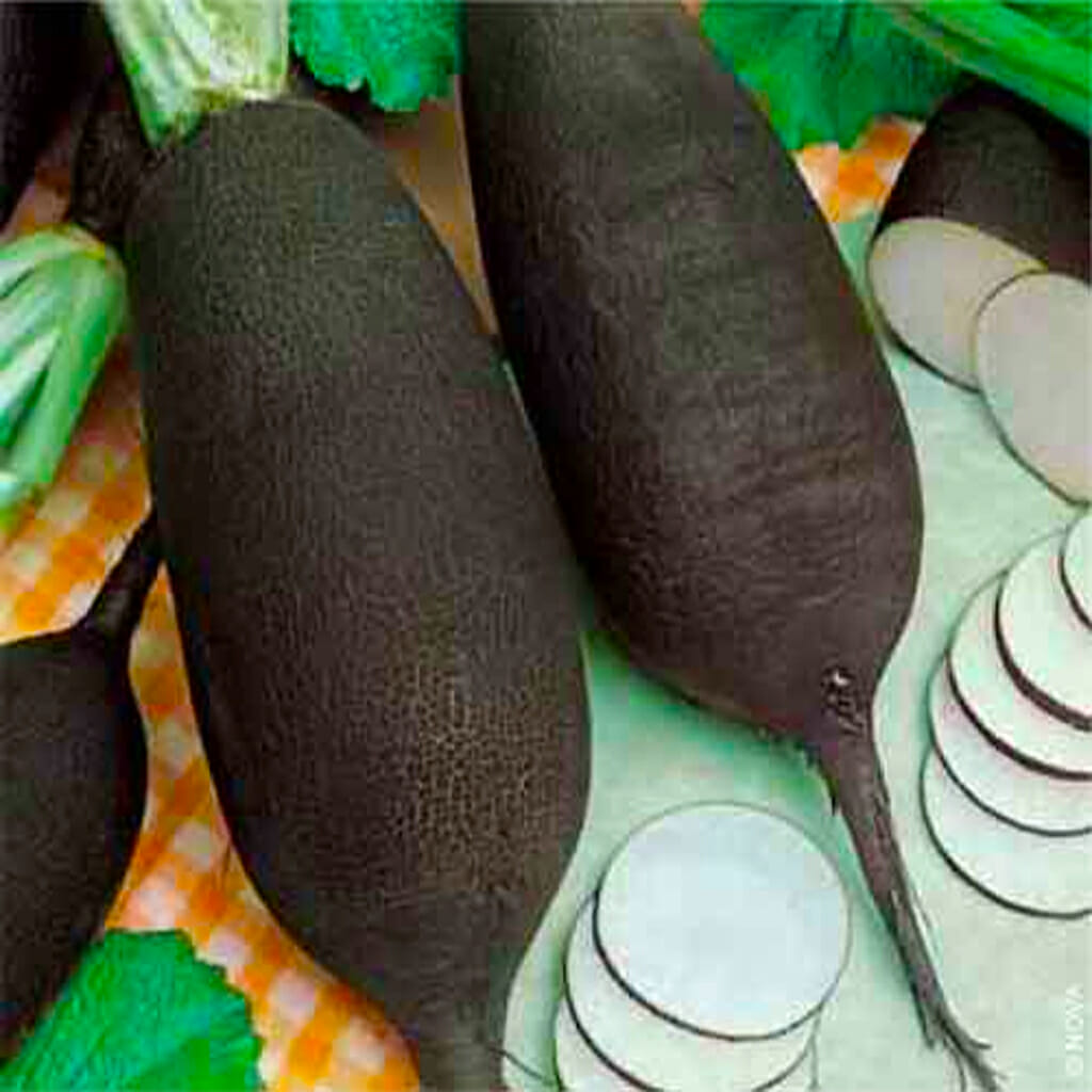 RADISH - Black Spanish Long - Raphanus sativus