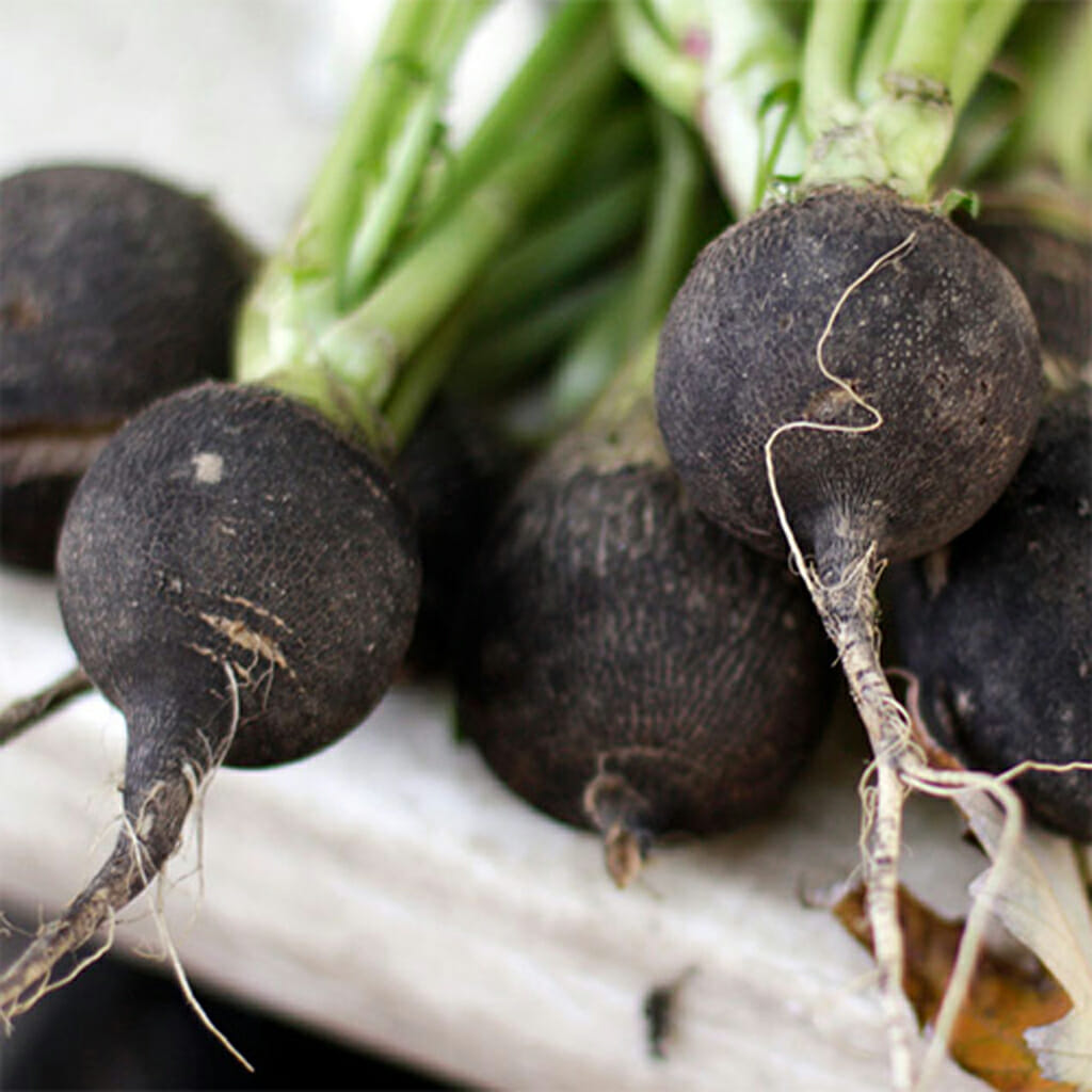 RADISH - Black Spanish Round - Raphanus sativus