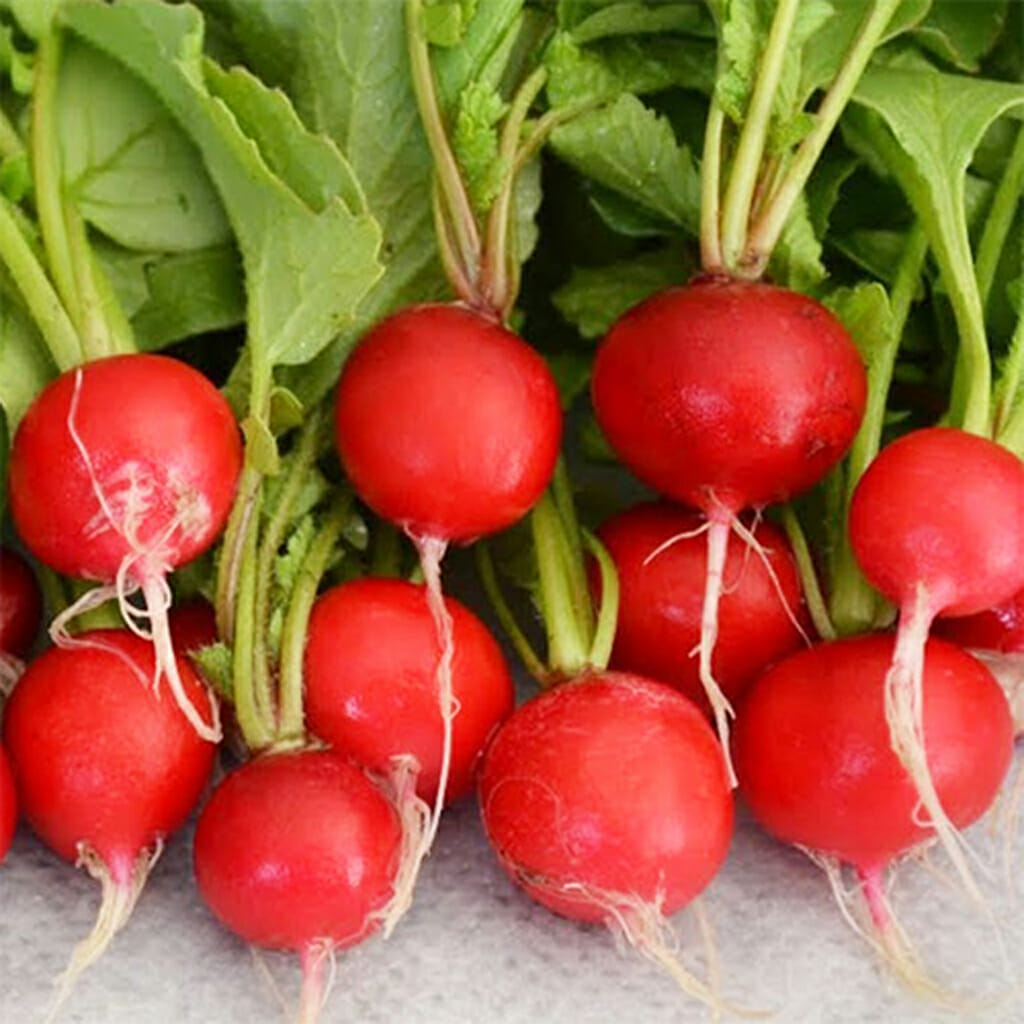 RADISH - Scarlet Globe - Raphanus sativus