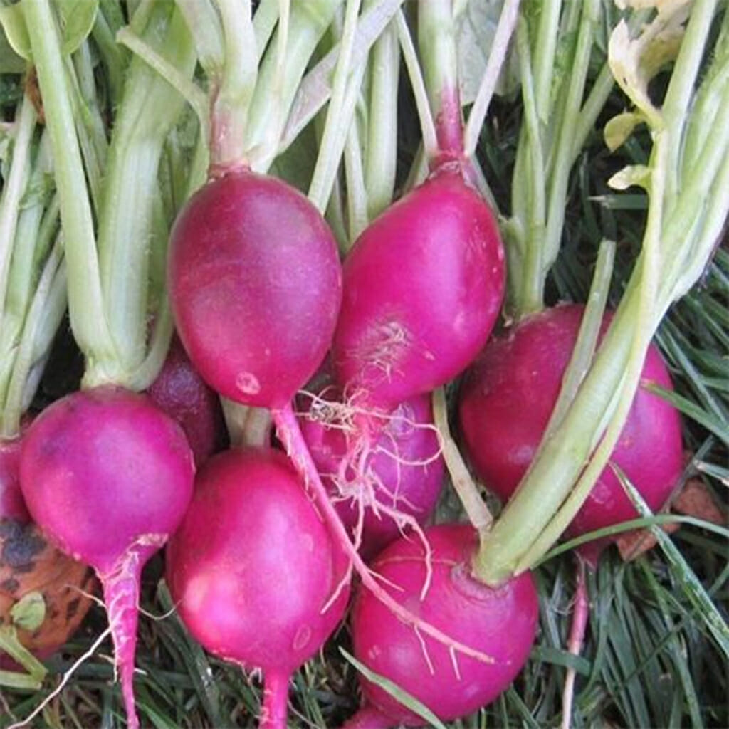 RADISH - Purple Plum - Raphanus sativus