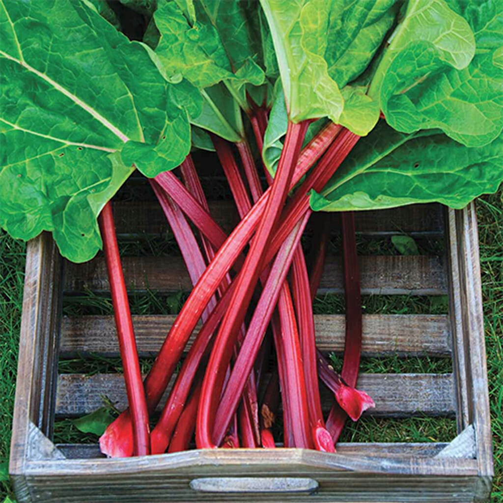 RHUBARB - Victoria - Rheum x coltorum