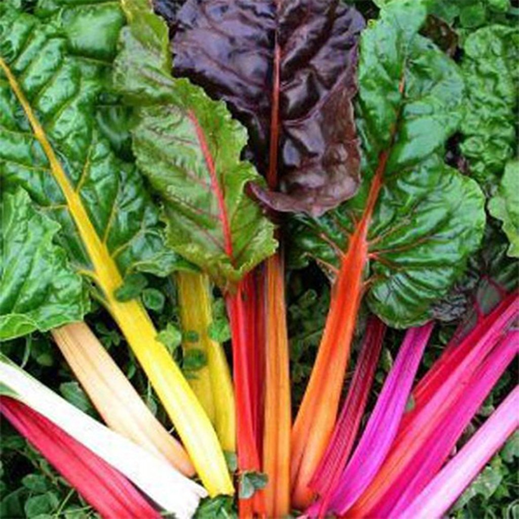 SILVERBEET - Rainbow - Beta vulgaris var. cicla