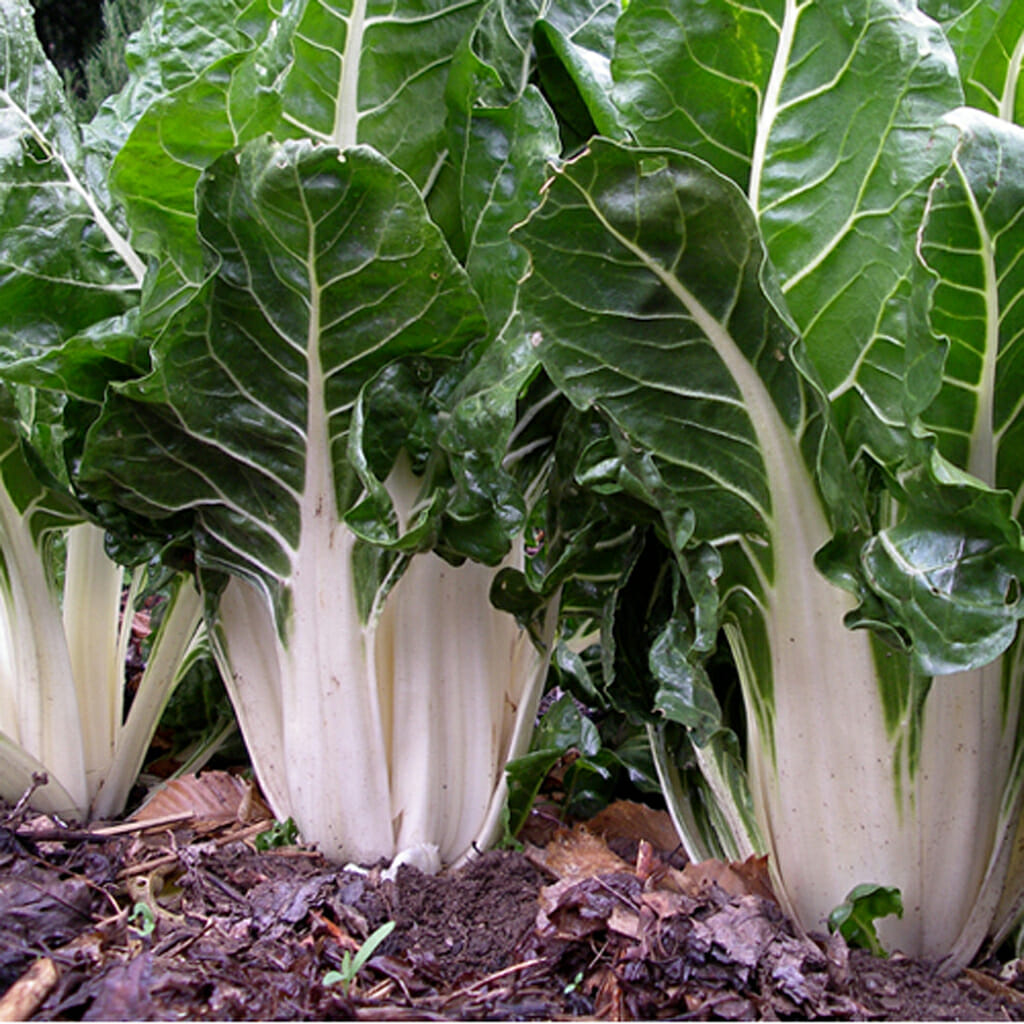 SILVERBEET - Berese - Beta vulgaris var. cicla