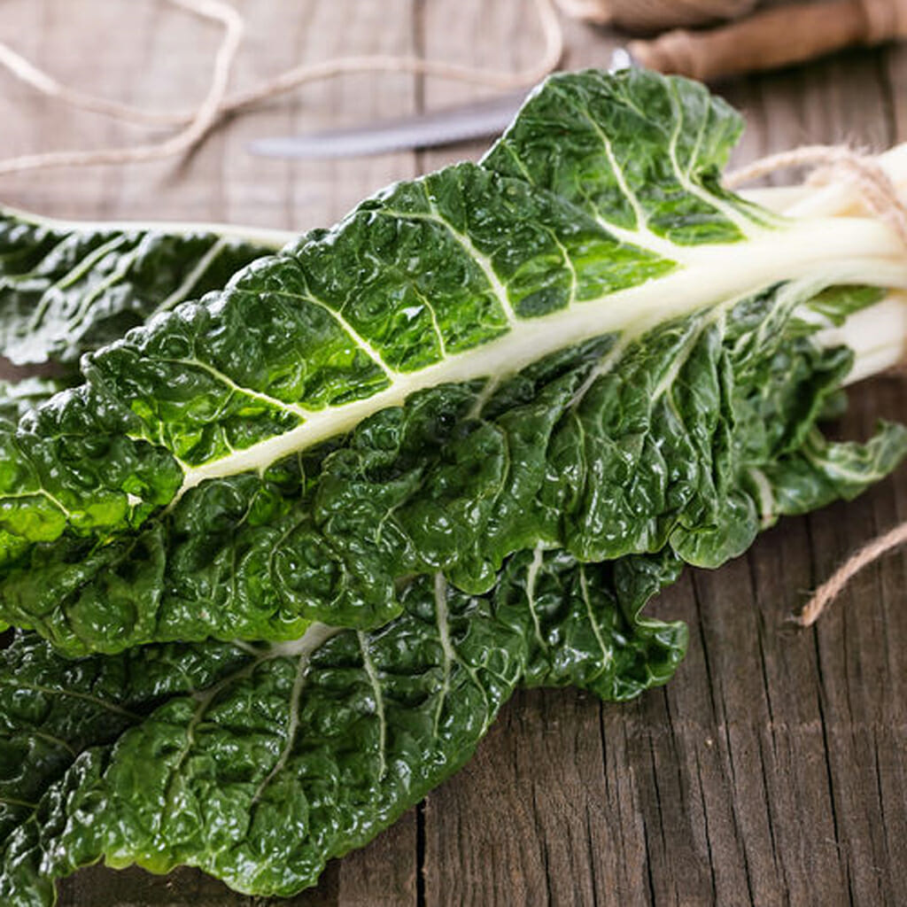 SILVERBEET - Lucuullus - Beta vulgaris var. cicla
