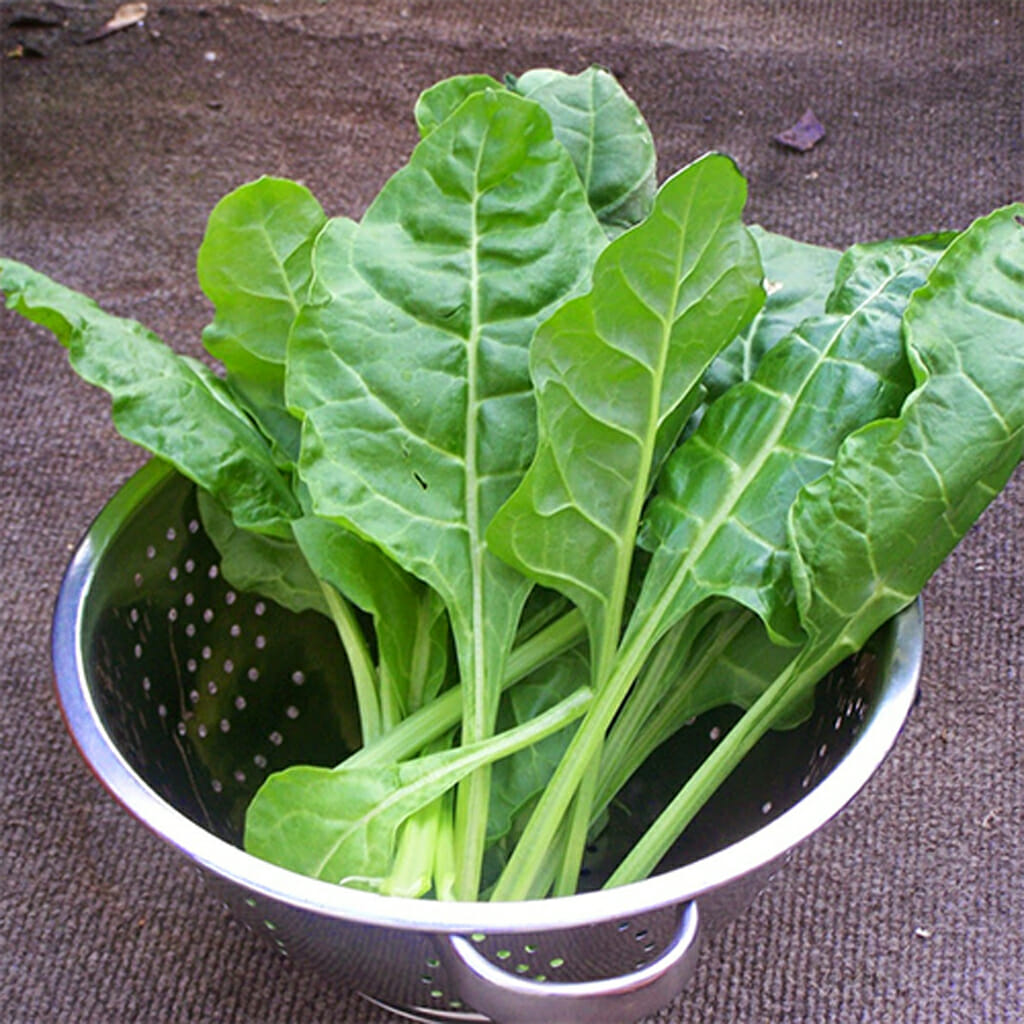 SPINACH - Perpetual - Beta vulgaris var. cicla