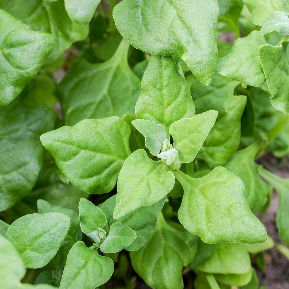 SPINACH - New Zealand - Tetragonia tetragonoides