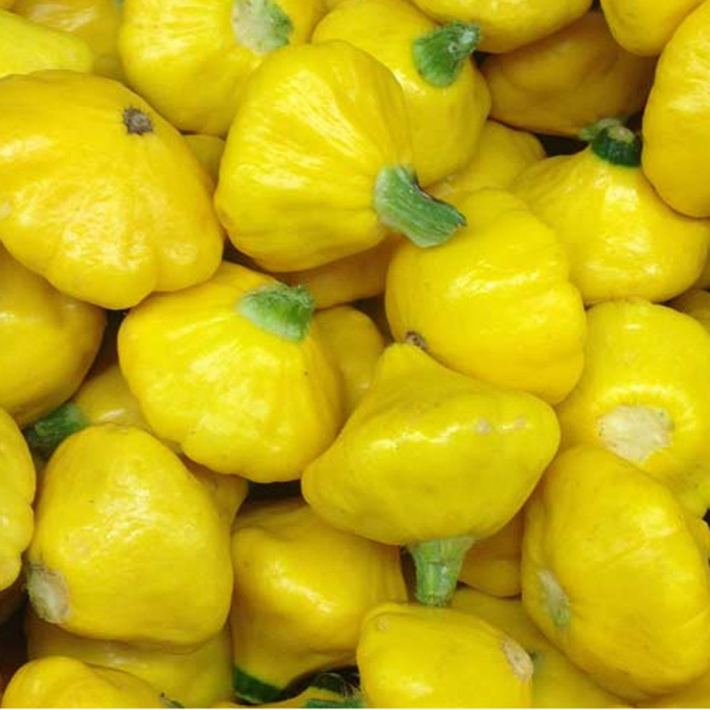 SQUASH - Golden Scallop (F1) - Cucurbita pepo