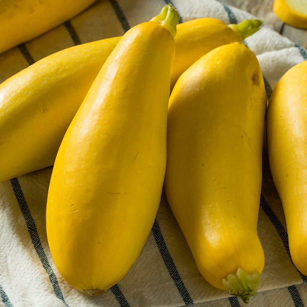 SQUASH - Yellow Straightneck - Cucurbita pepo
