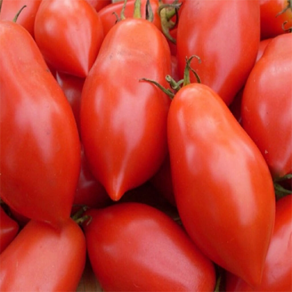 TOMATO - Amish Paste - Lycopersicon esculentum