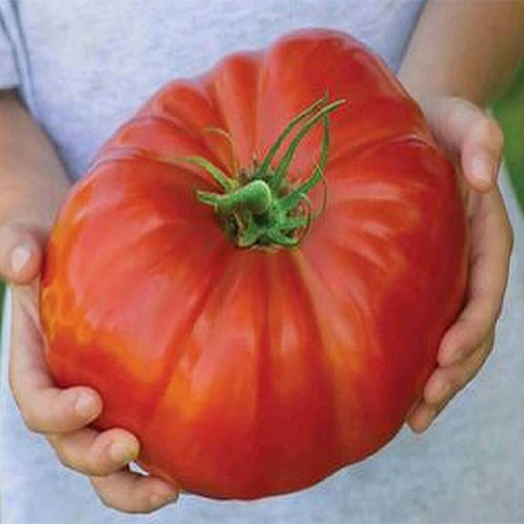 TOMATO - Beefsteak - Lycopersicon esculentum