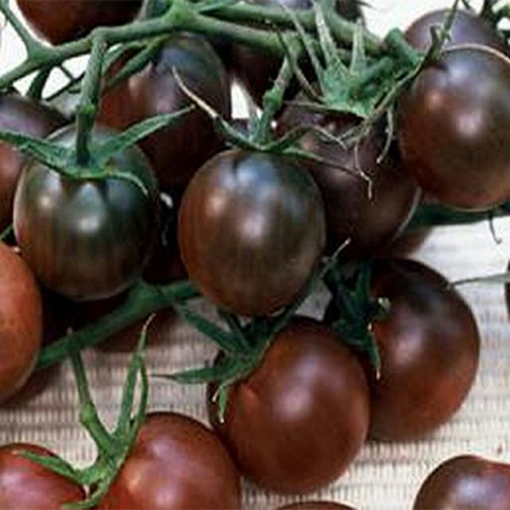 TOMATO - Black Cherry - Lycopersicon esculentum