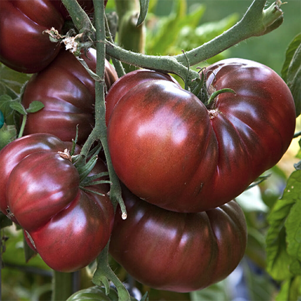 TOMATO - Black Krim - Lycopersicon esculentum