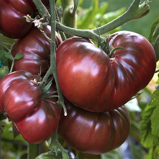 TOMATO - Black Krim  - Lycopersicon esculentum
