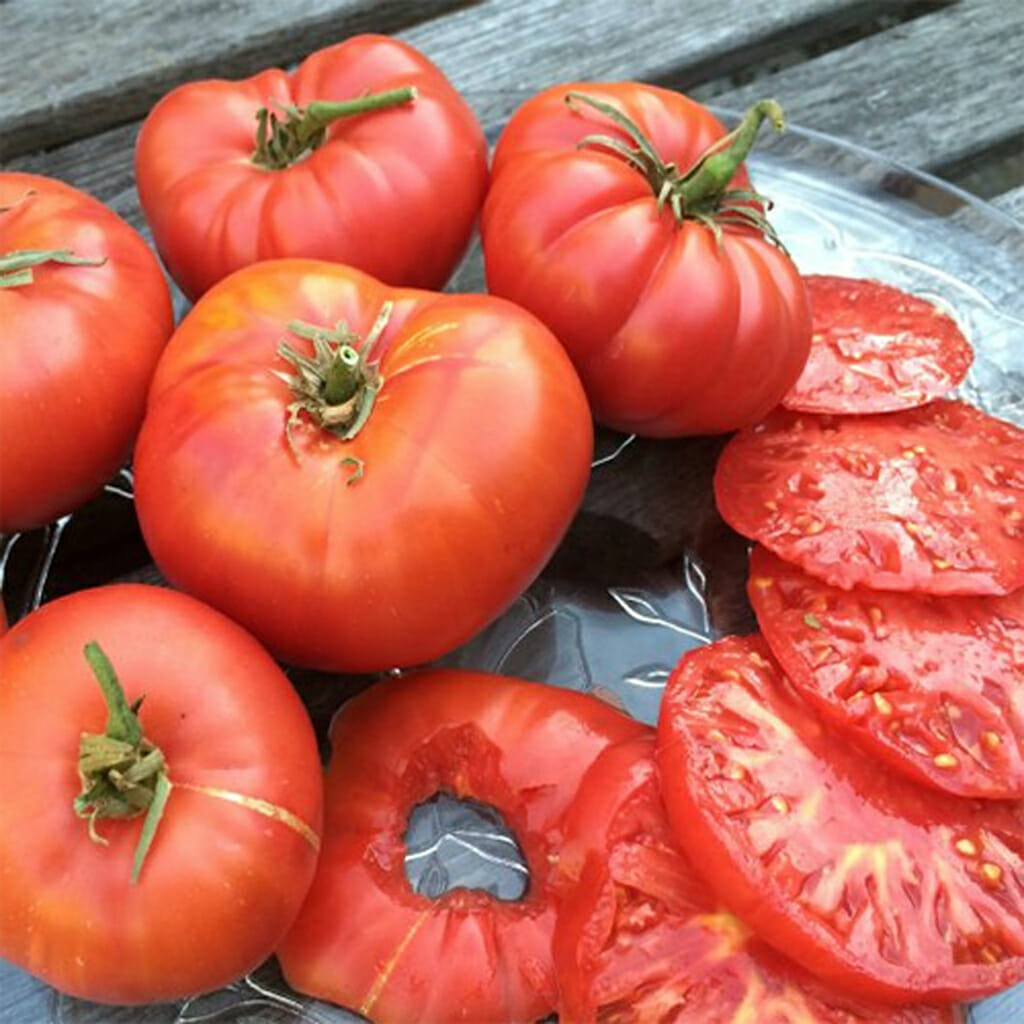 TOMATO - Brandywine - Lycopersicon esculentum