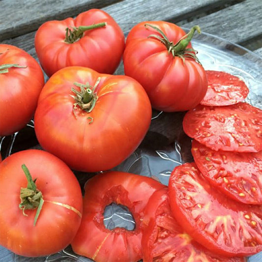 TOMATO - Brandywine  - Lycopersicon esculentum