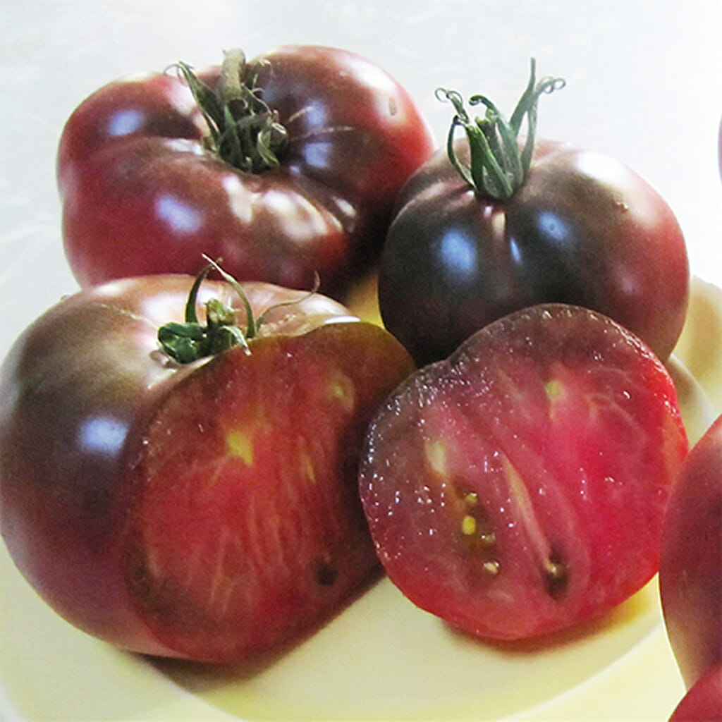 TOMATO - Cherokee Purple - Lycopersicon esculentum