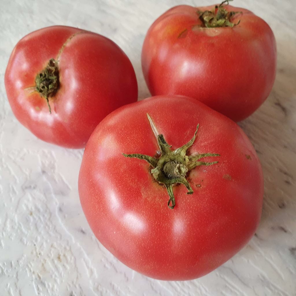 DWARF TOMATO - Yukon Quest - Lycopersicon esculentum