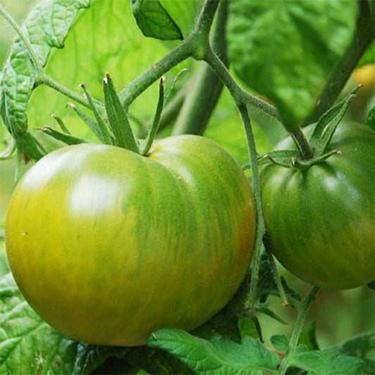 TOMATO - Evergreen  - Lycopersicon esculentum