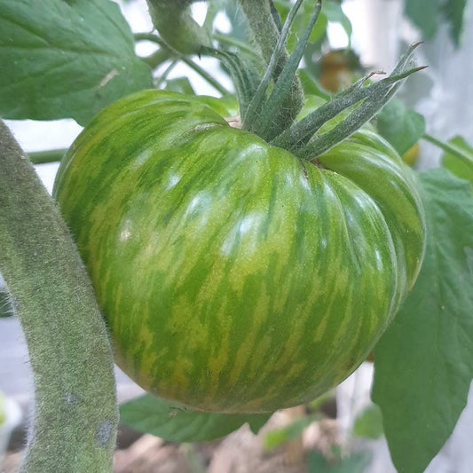 TOMATO - Berkley Tie Dye Green  - Lycopersicon esculentum
