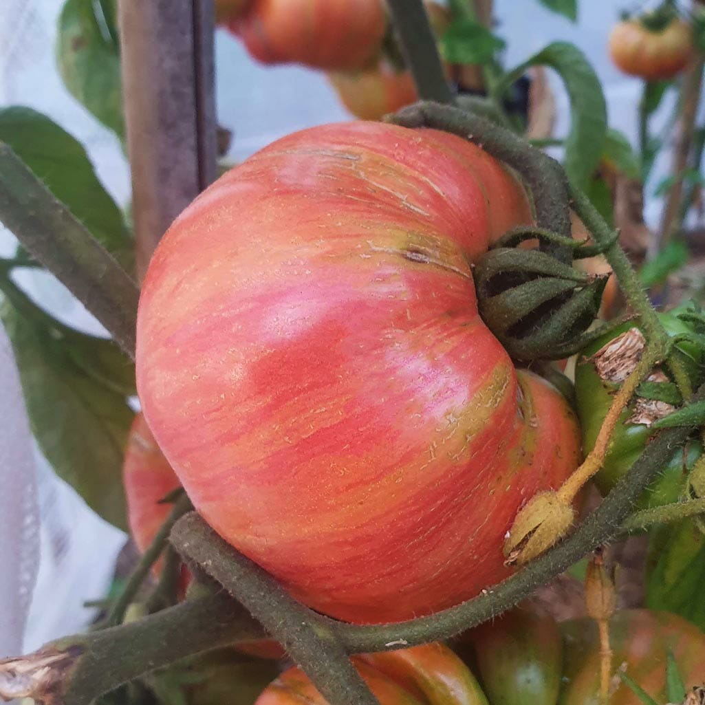 TOMATO - Chocolate Stripes - Lycopersicon esculentum