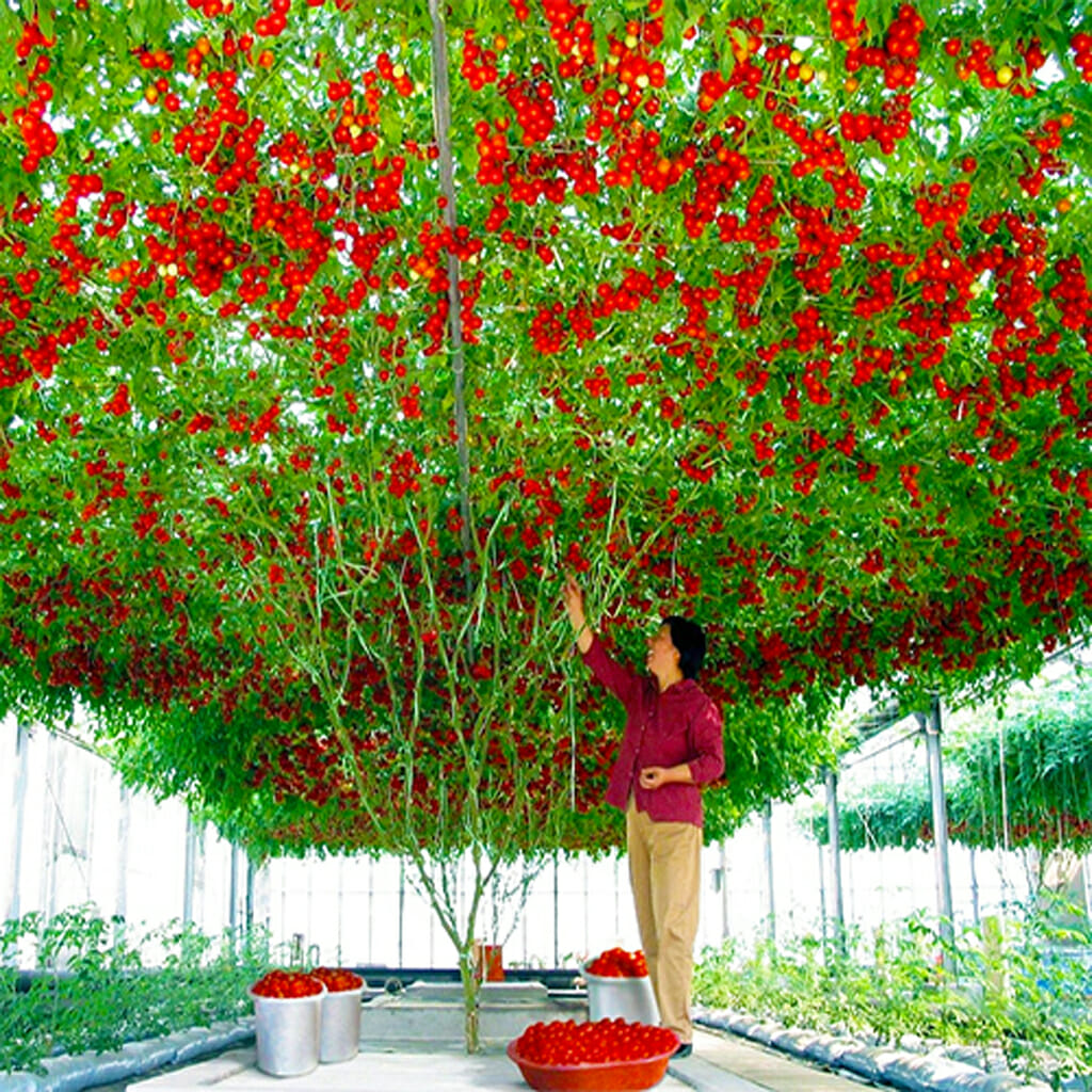 TOMATO - Giant Tree - Lycopersicon esculentum