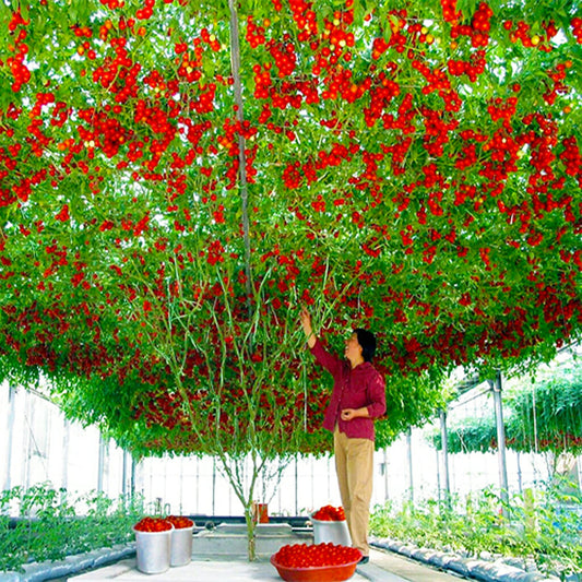 TOMATO - Giant Tree  - Lycopersicon esculentum