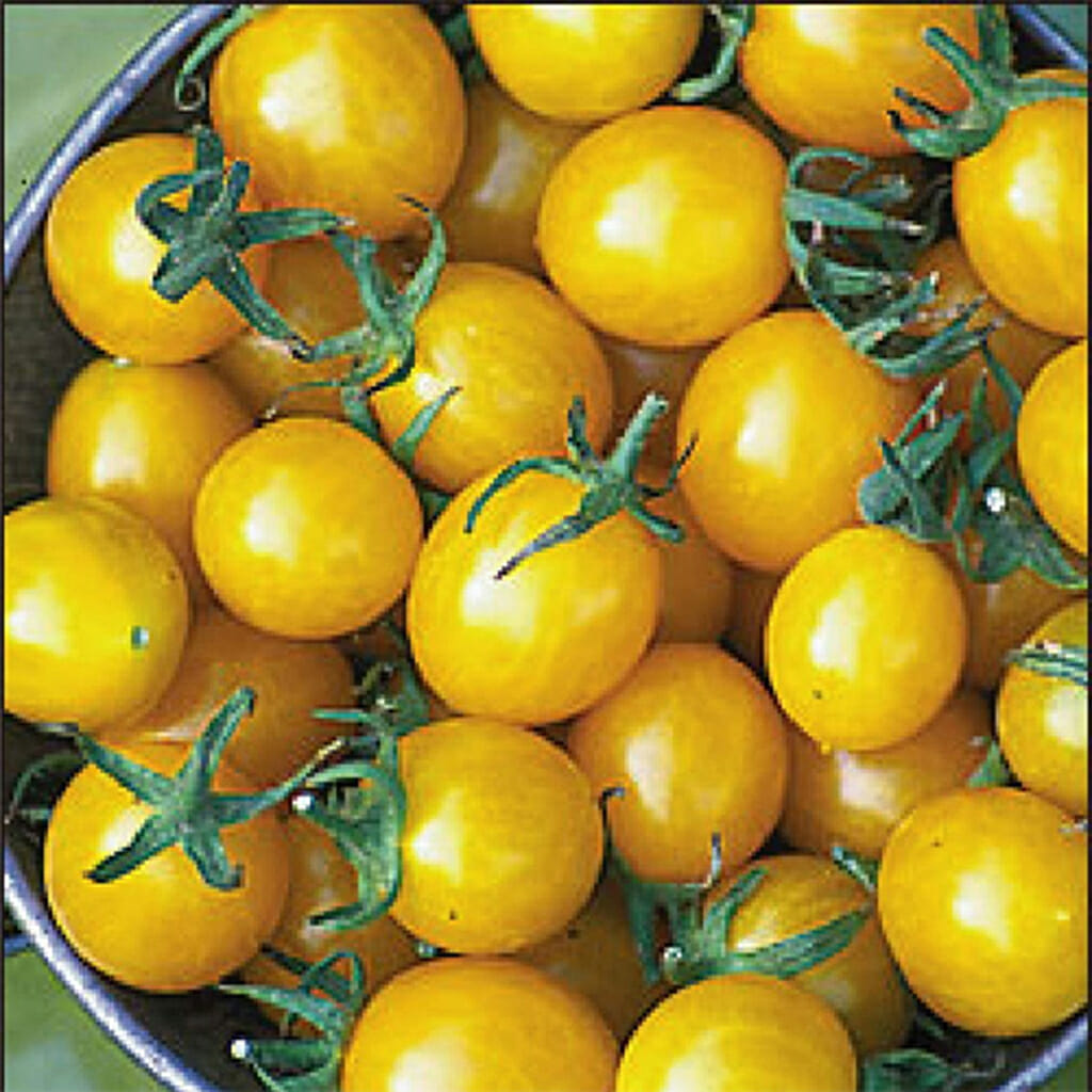 TOMATO - Gold Nugget - Lycopersicon esculentum
