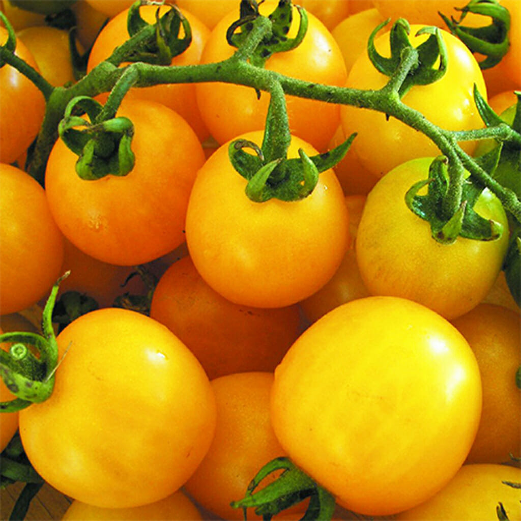 TOMATO - Golden Sunrise - Lycopersicon esculentum