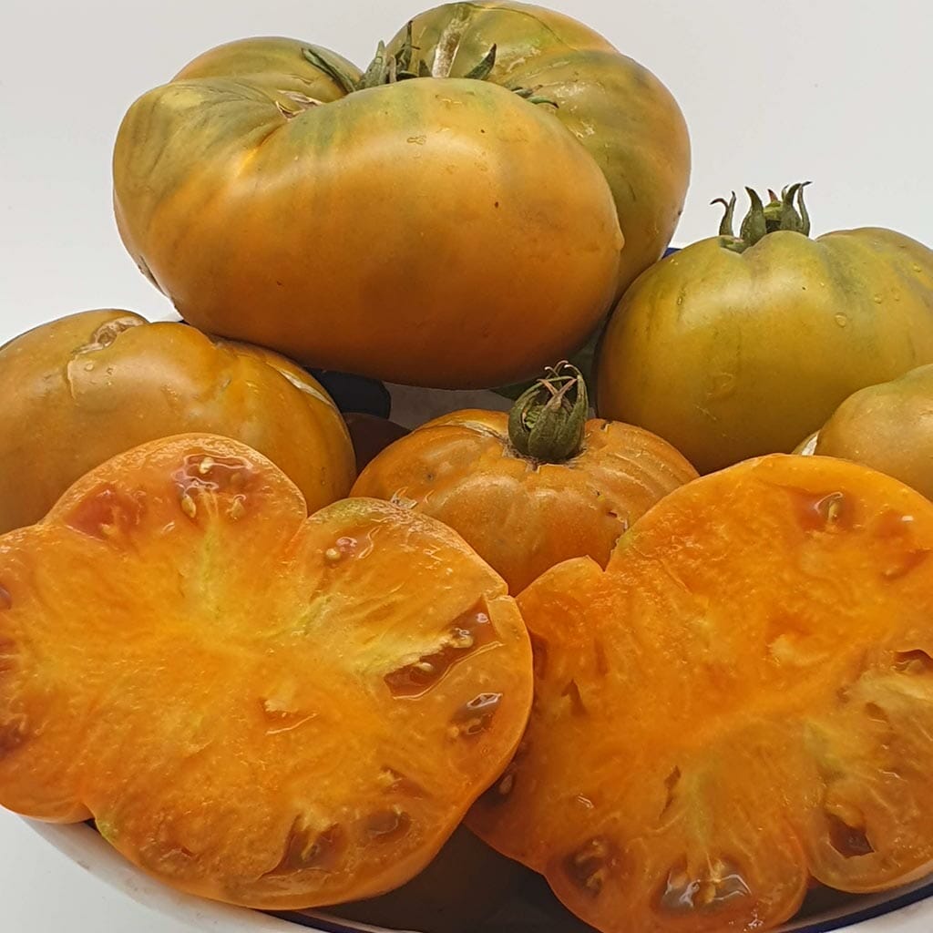 DWARF TOMATO - Uluru Ochre - Lycopersicon esculentum