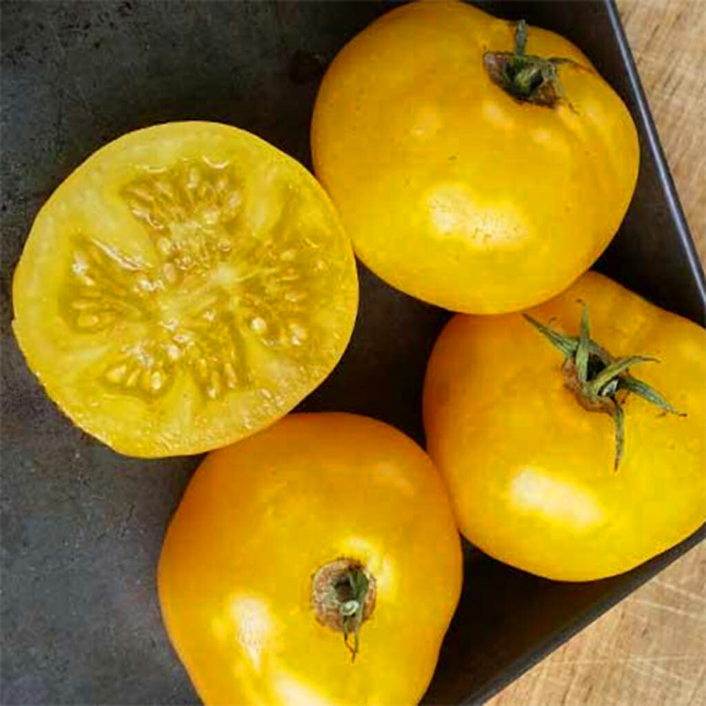 TOMATO - Golden Sunray - Lycopersicon esculentum