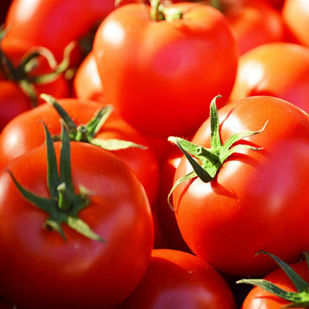 TOMATO - Grosse Lisse - Lycopersicon esculentum