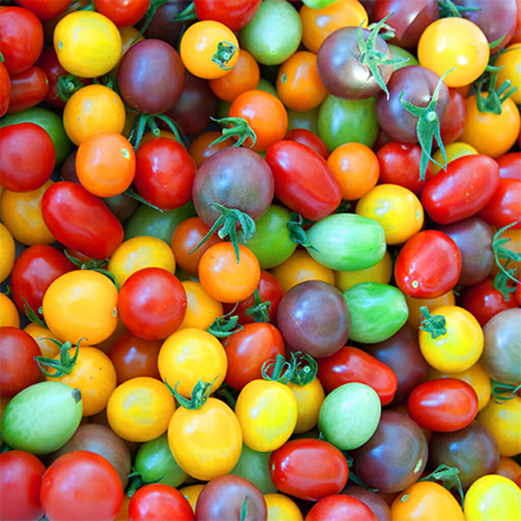 TOMATO - Cherry Mix  - Lycopersicon esculentum