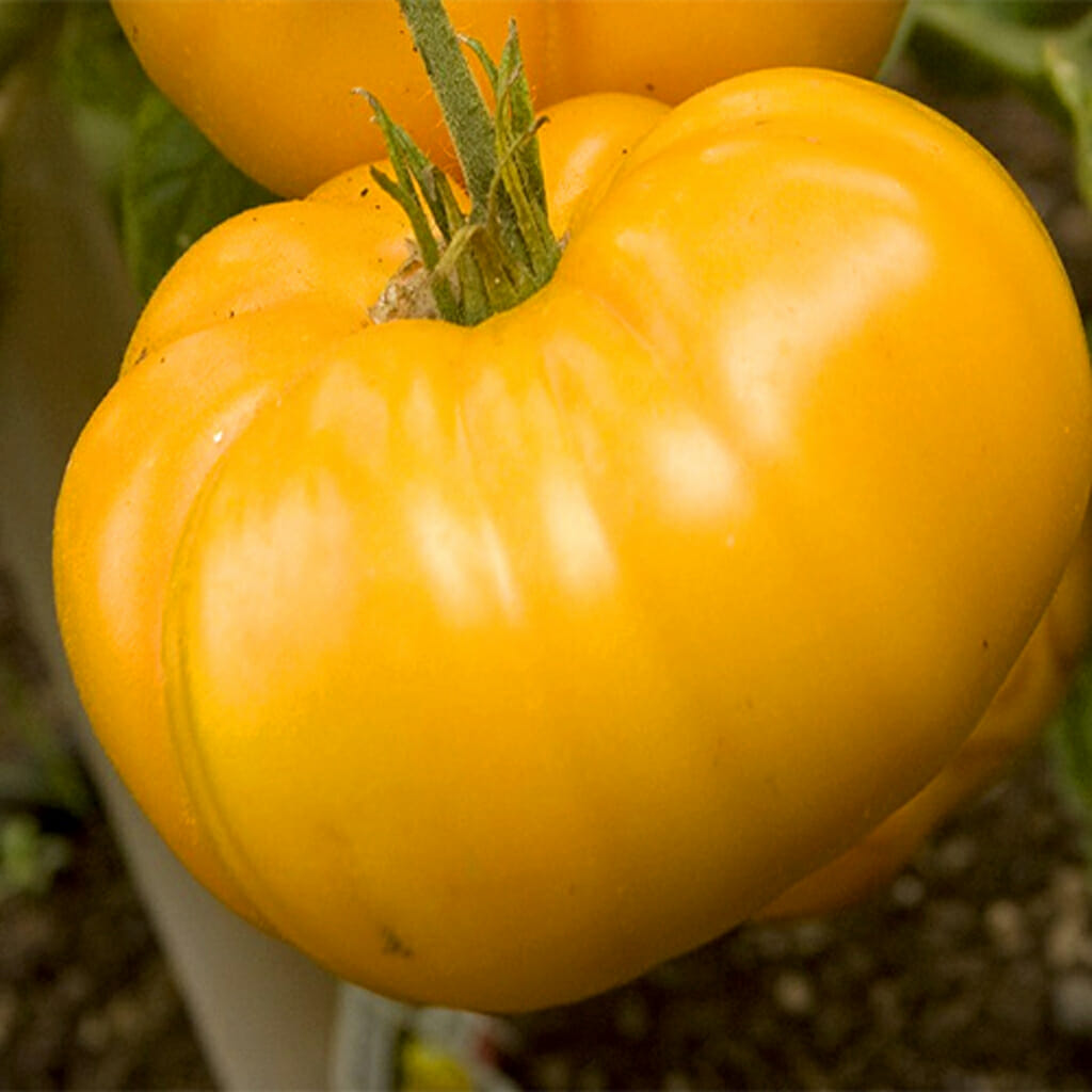 TOMATO - Jubilee Yellow - Lycopersicon esculentum