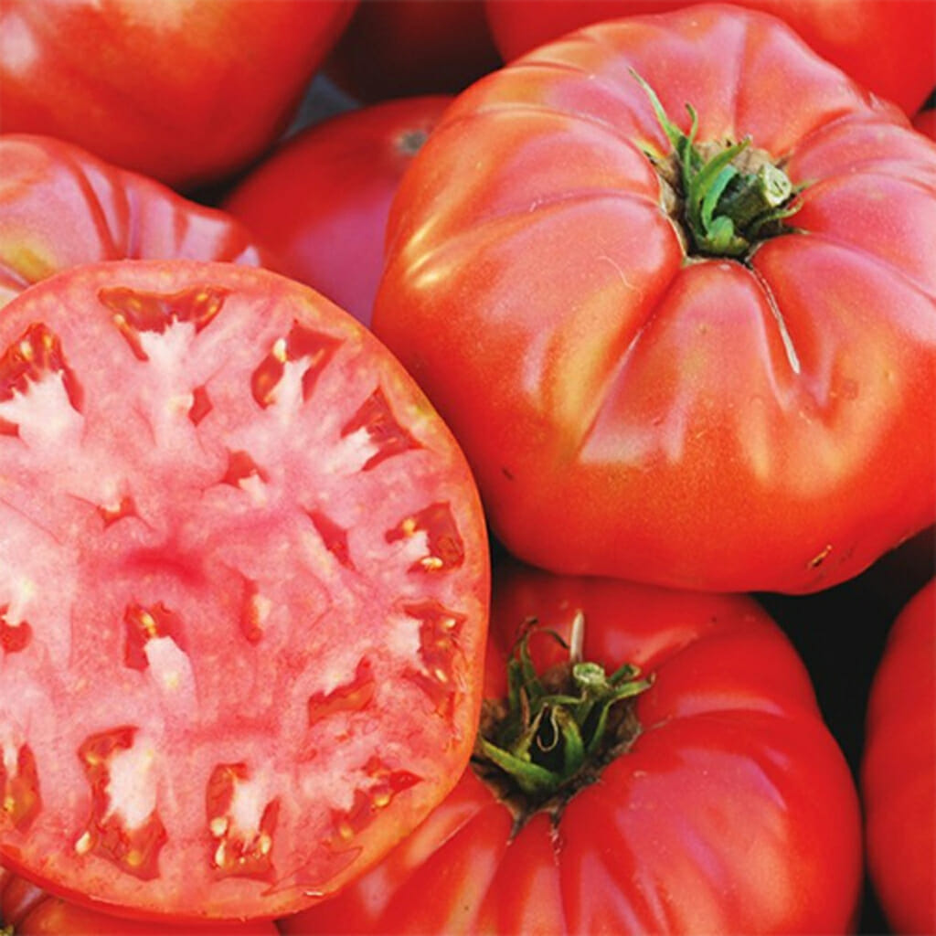 TOMATO - Mortgage Lifter - Lycopersicon esculentum