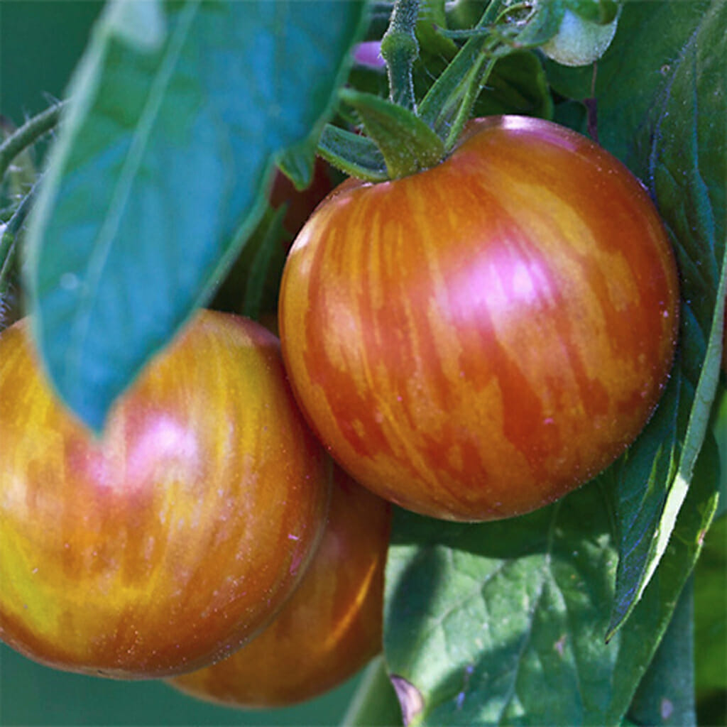 TOMATO - Mr Stripey - Lycopersicon esculentum