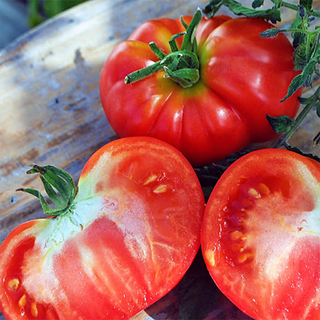 TOMATO - Oxheart - Lycopersicon esculentum