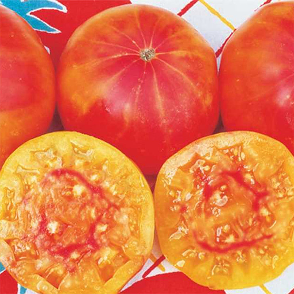 TOMATO - Pineapple - Lycopersicon esculentum
