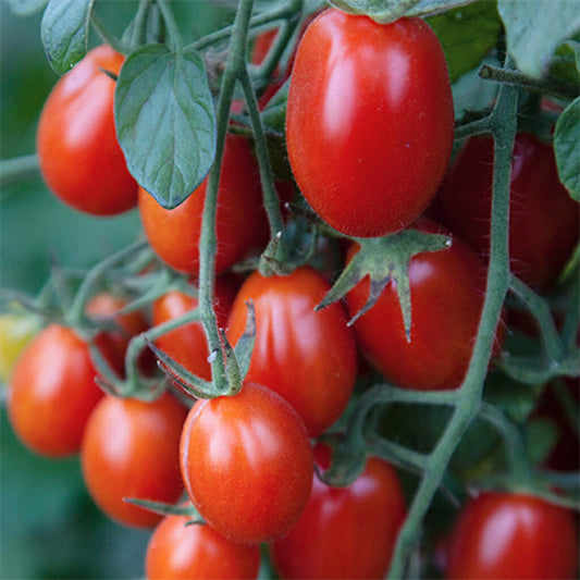 TOMATO - Principe Borghese  - Lycopersicon esculentum
