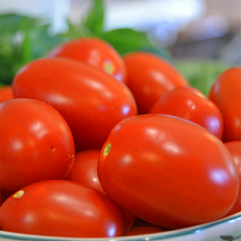 TOMATO - Roma - Lycopersicon esculentum