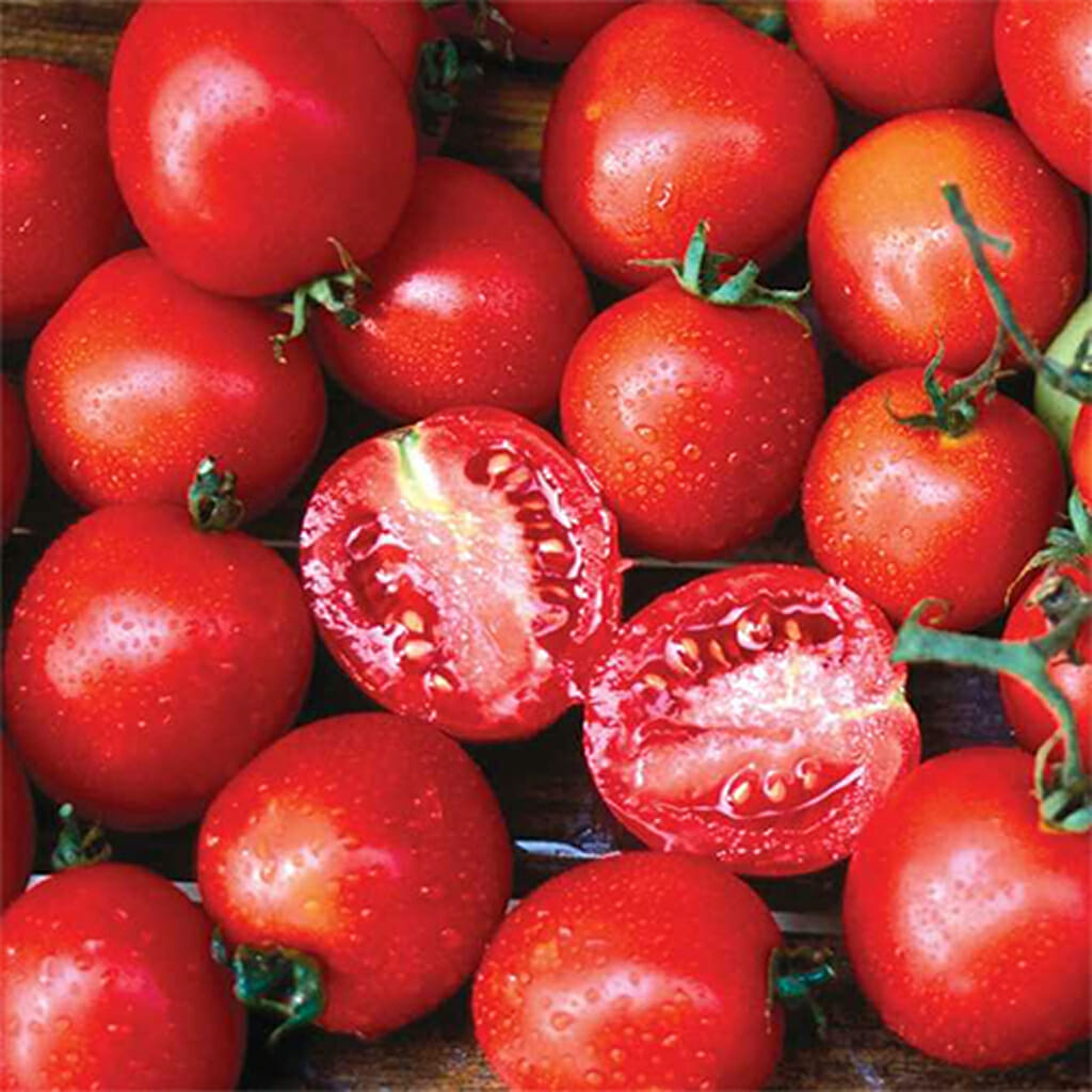 TOMATO - Siberian - Lycopersicon esculentum