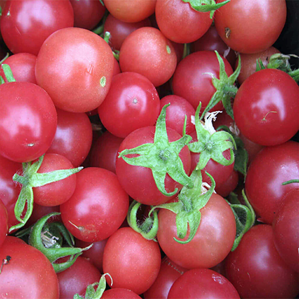 TOMATO - Sweet Marbles - Lycopersicon esculentum