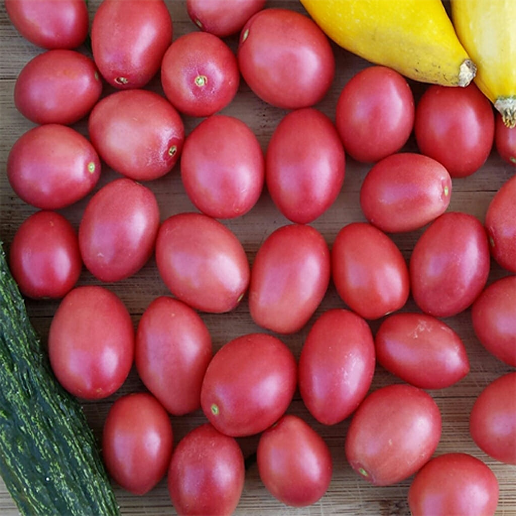 TOMATO - Thai Pink Egg - Lycopersicon esculentum