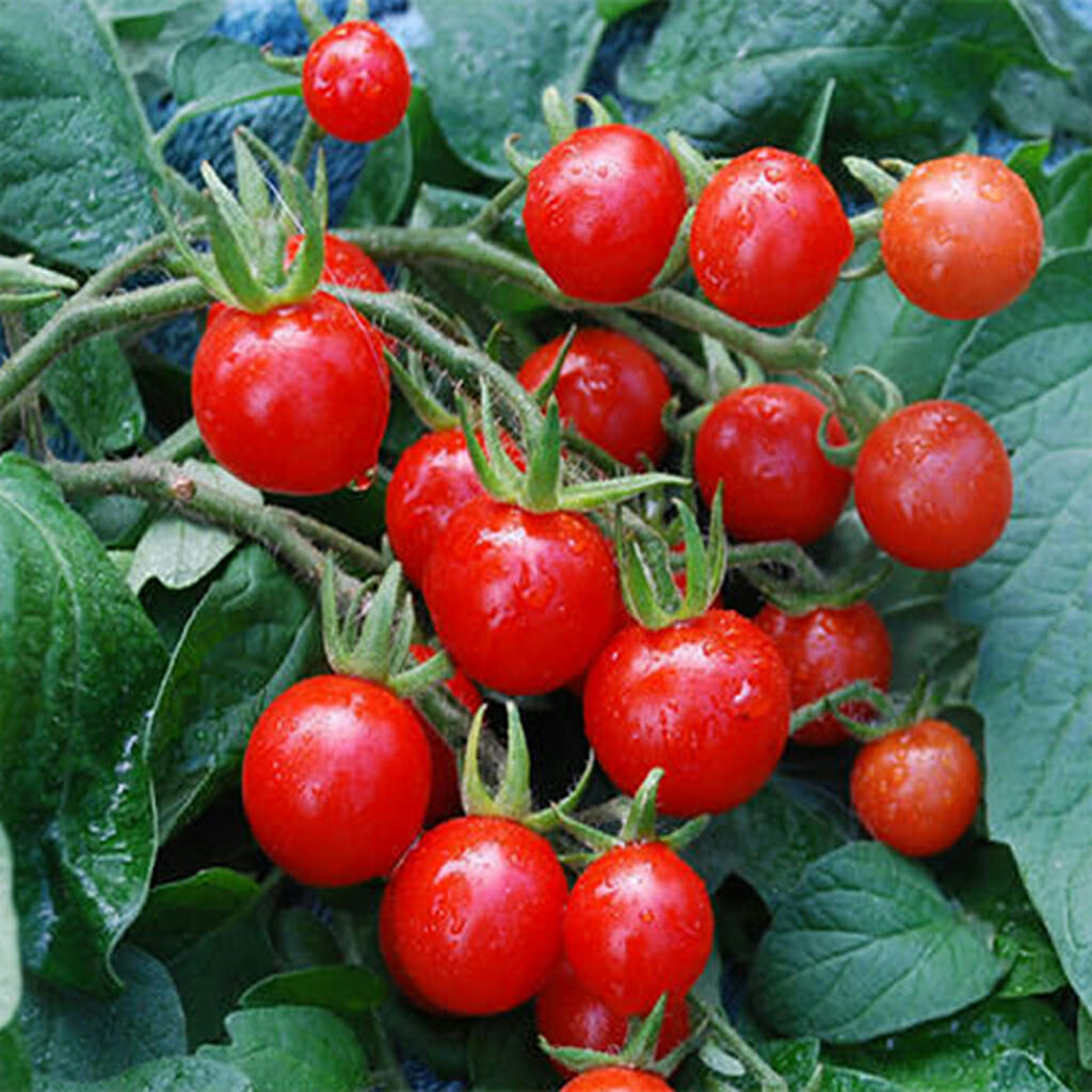 TOMATO - Tiny Tim - Lycopersicon esculentum
