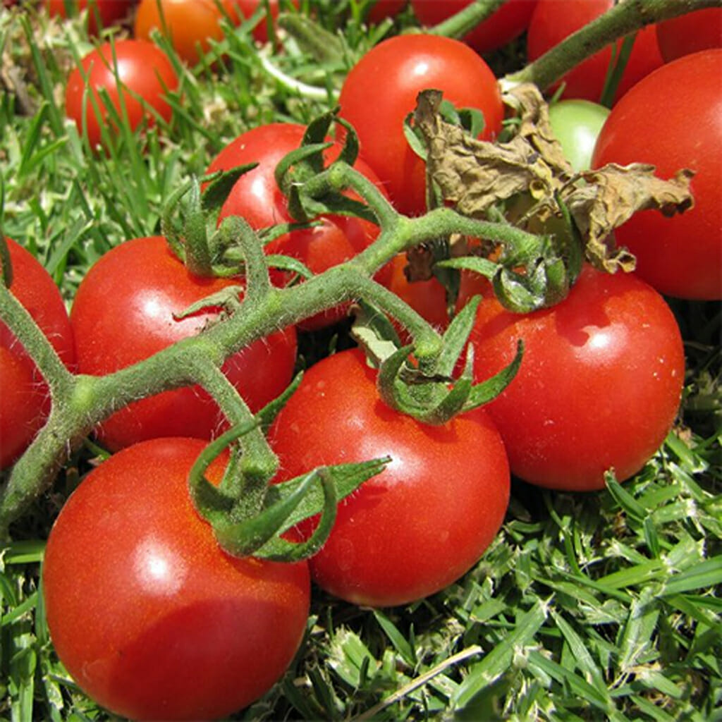 TOMATO - Tomme Toe - Lycopersicon esculentum