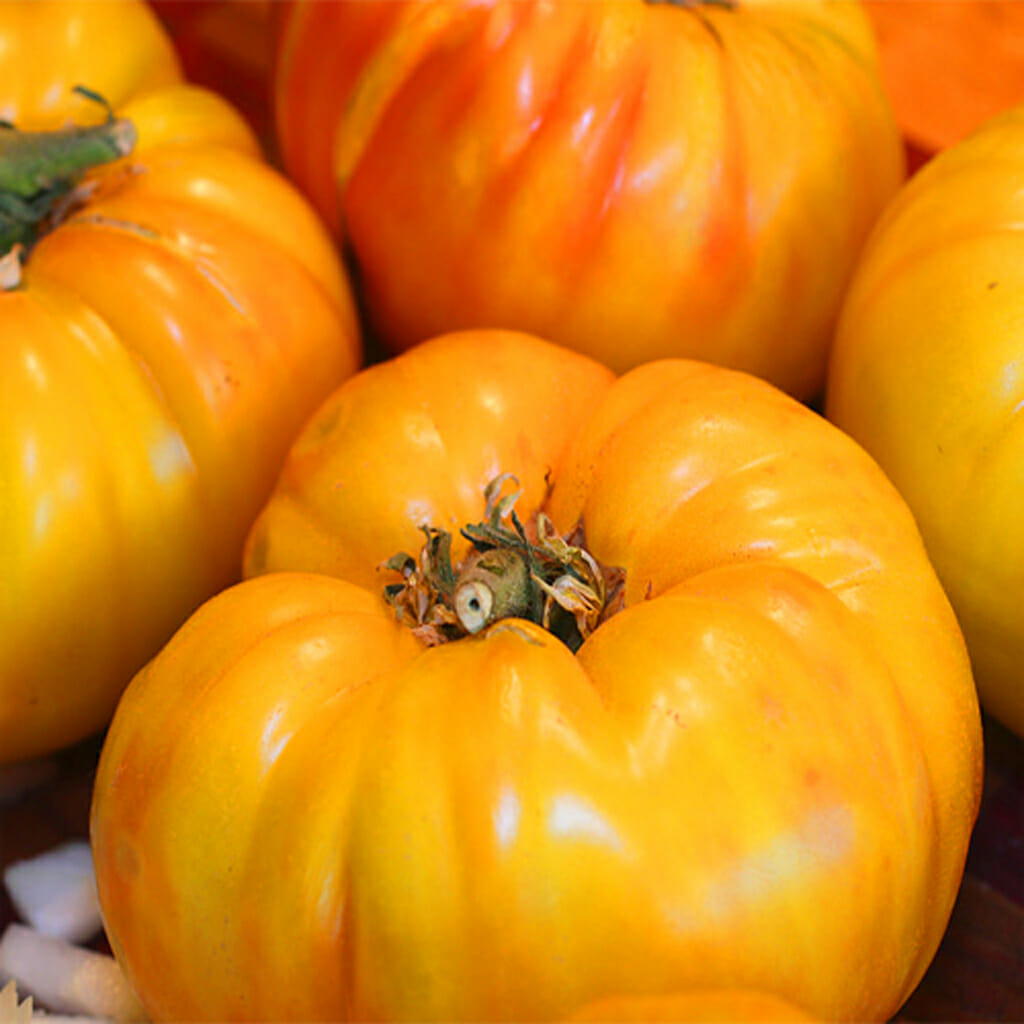 TOMATO - Yellow Grosse Lisse - Lycopersicon esculentum