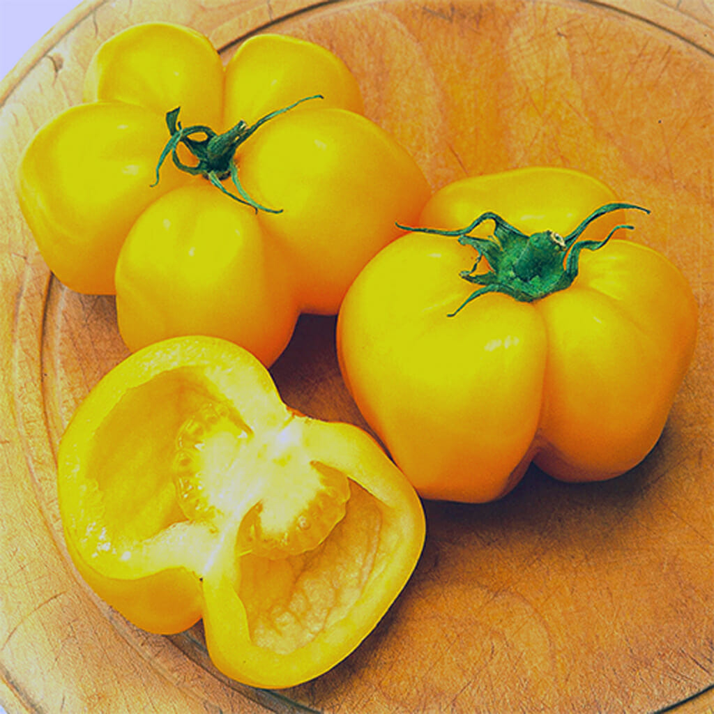 TOMATO - Yellow Stuffer - Lycopersicon esculentum