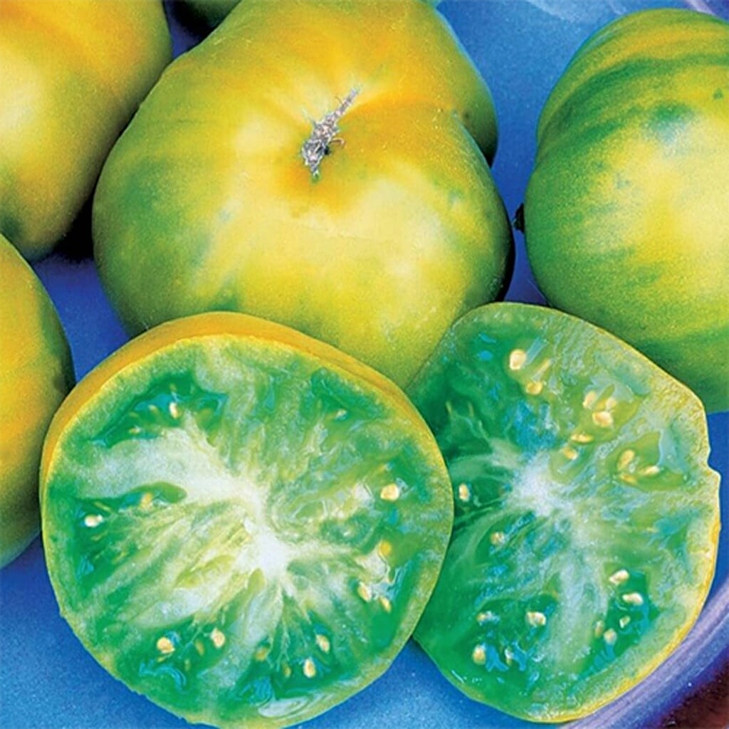 TOMATO - Aunt Ruby's Green - Lycopersicon esculentum